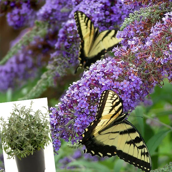 Buddleia Lochinch – Decor Steals