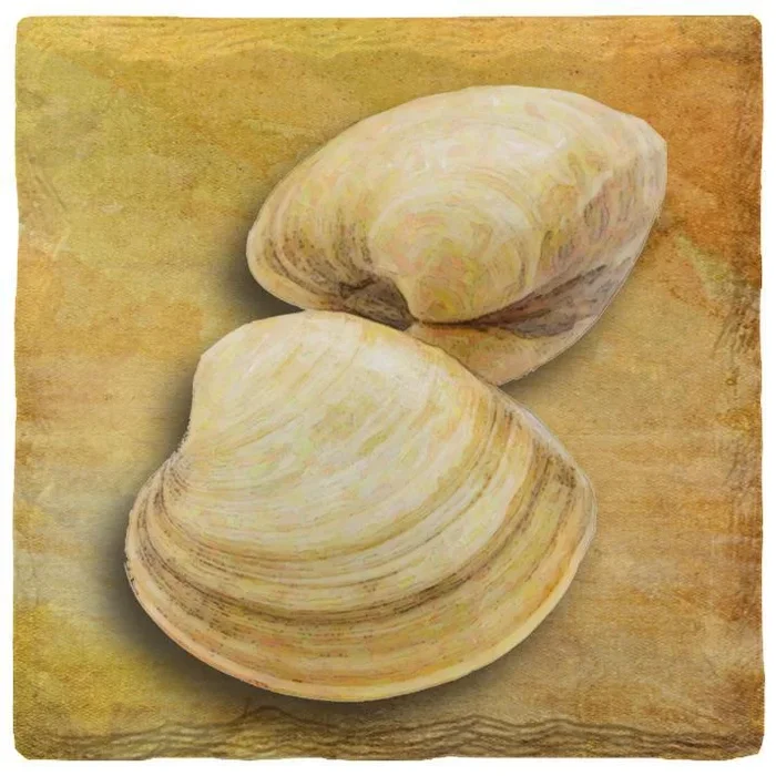 Clams Coaster Set