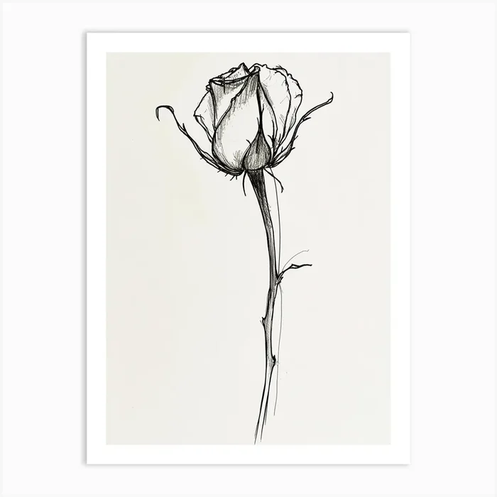 English Rose Black And White Line Drawing 29 Art Print by Petal Pigments