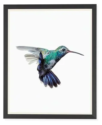 Paul Nelson, Hummingbirds, Broad-Billed Hummingbird – Modern Home Decor – Room & Board