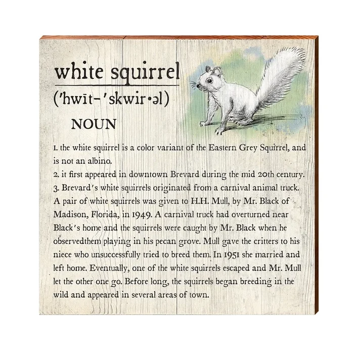 White Squirrel Definition Wooden Sign | Wall Art Print on Real Wood